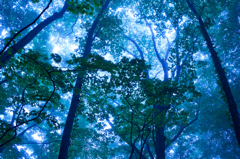 霧の中で