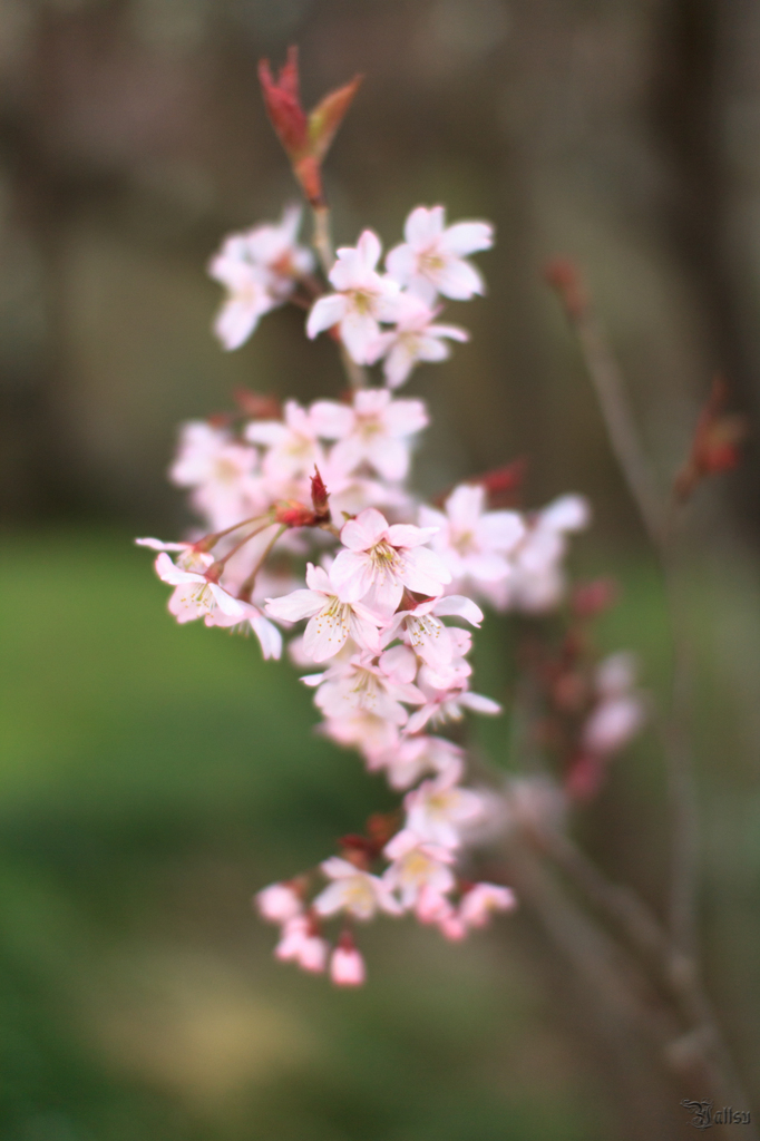 2012-04-21　花見山公園