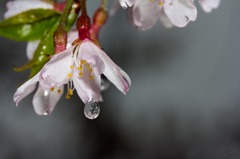 濡れ桜
