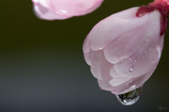 濡れ桜
