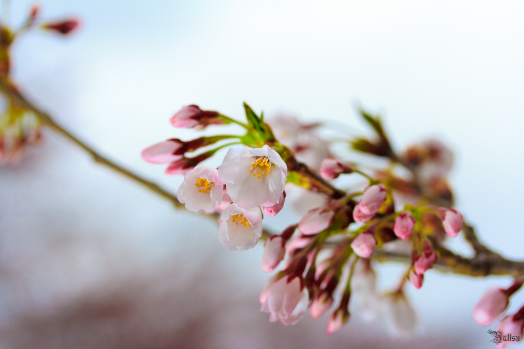 2012-04-21　花見山公園