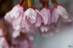 濡れ桜