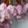濡れ桜
