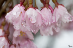 濡れ桜