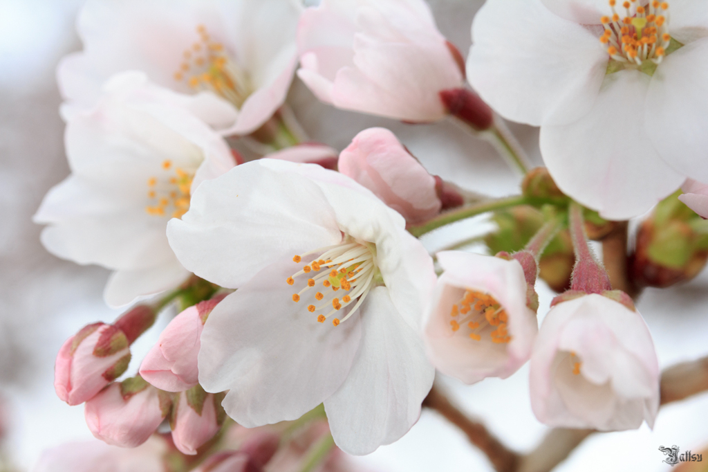 2012-04-21　花見山公園