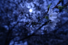 月夜桜