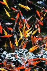 彩魚