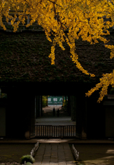 銀杏