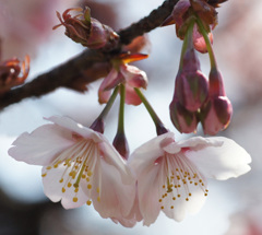 開花
