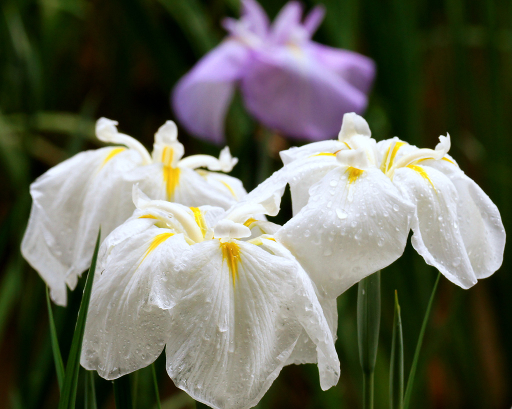 花菖蒲