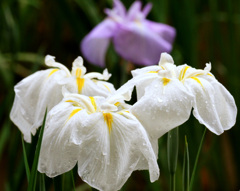 花菖蒲
