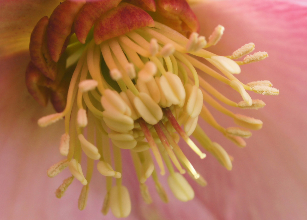 花　芯