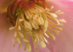 花　芯