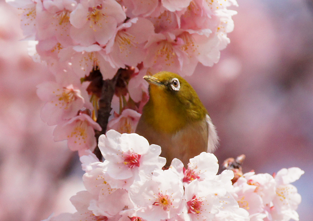 めじろ　３
