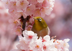 めじろ　３