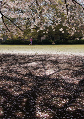 春の公園