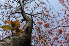 雪割り桜１