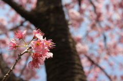 雪割り桜