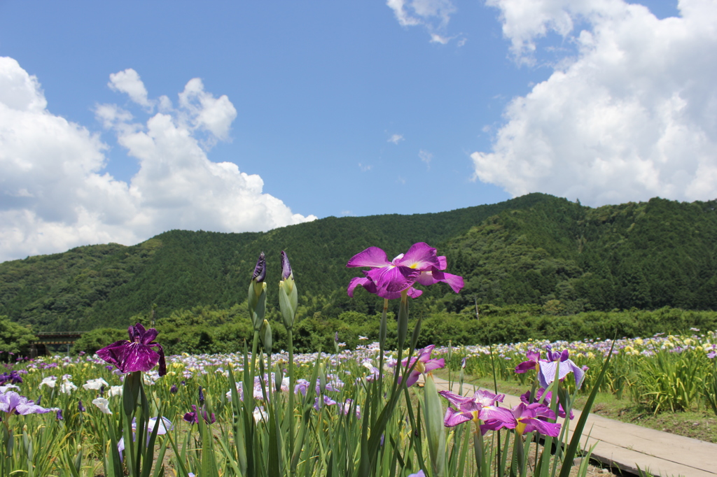 菖蒲園