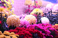 菊花展出展　菊