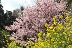 雪割り桜２