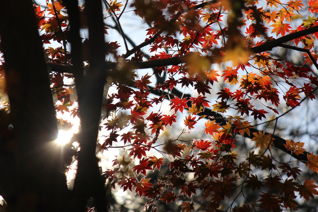 紅葉