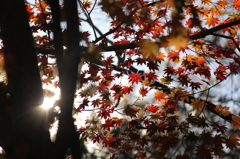 紅葉