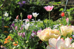 庭の花