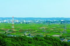 狭山茶の茶畑