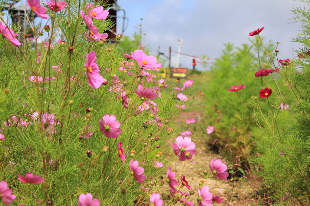 高原の秋桜