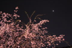 夜桜