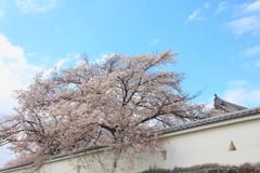 舞鶴城公園にて