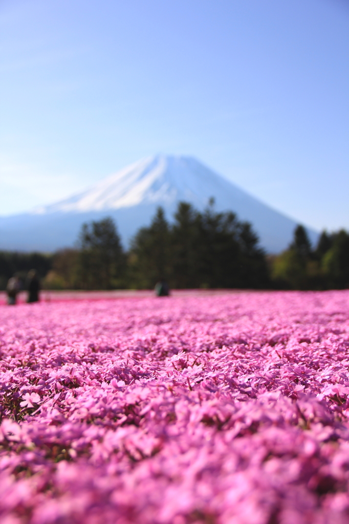 芝桜・・世界遺産と共に