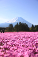 芝桜・・世界遺産と共に