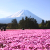 芝桜・・世界遺産と共に