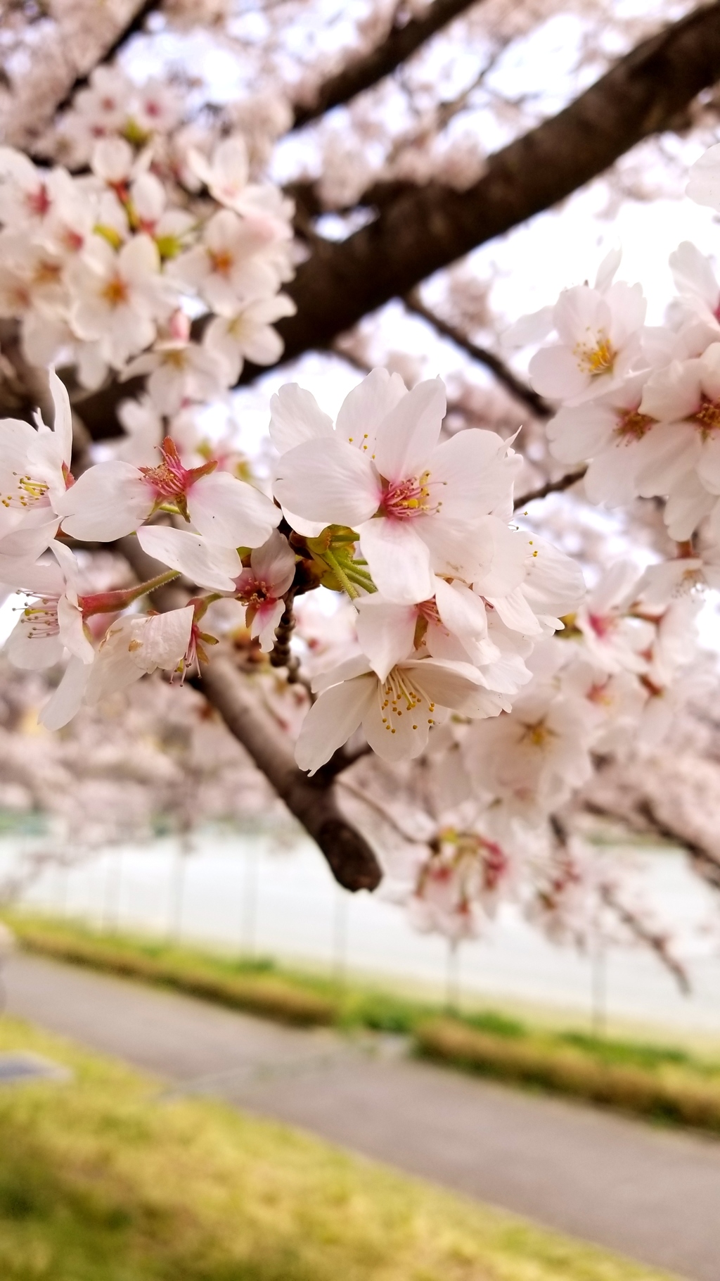 公園のさくら