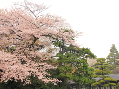 乾通りの桜