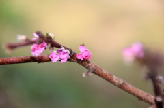 ピンクの小花