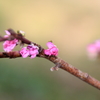 ピンクの小花