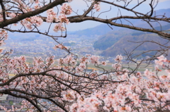 大法師公園のさくら