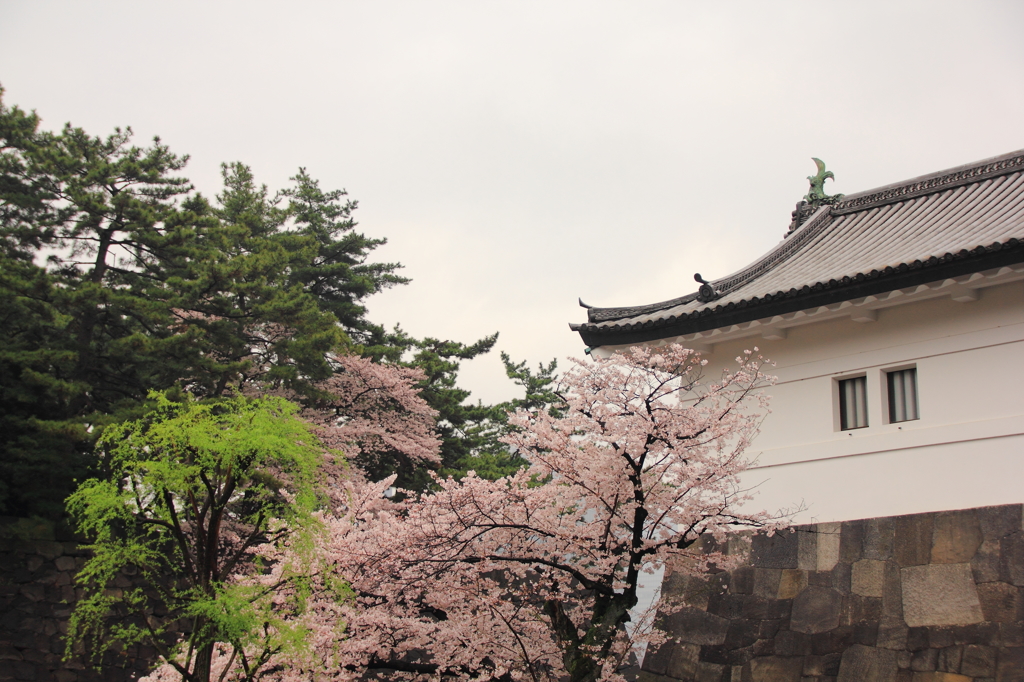 坂下門の桜