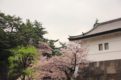 坂下門の桜