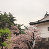 坂下門の桜