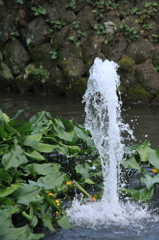 ＷＡＴＥＲ　ＴＲＥＥ