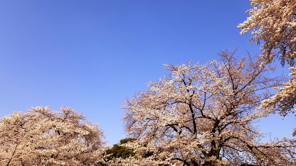 さくら　令和元年