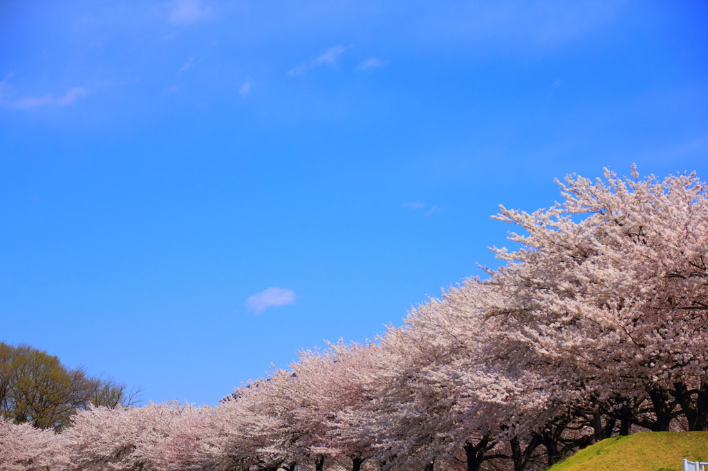近所の桜