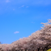 近所の桜