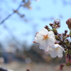 さくら②