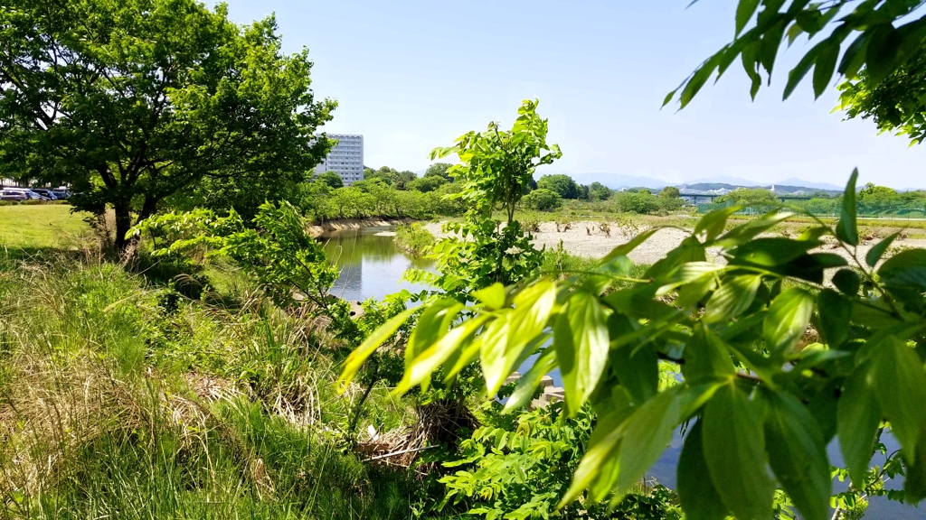 新緑と川