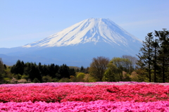 芝桜と世界遺産